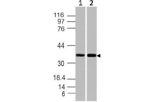 Image no. 1 for anti-Secreted Protein, Acidic, Cysteine-Rich (Osteonectin) (SPARC) (AA 1-250) antibody (ABIN5027539) (SPARC anticorps  (AA 1-250))