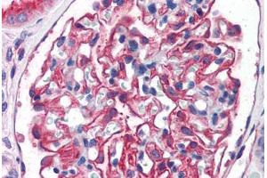 Human Kidney (formalin-fixed, paraffin-embedded) stained with ENPEP antibody ABIN351480 at 3. (ENPEP anticorps  (AA 805-818))
