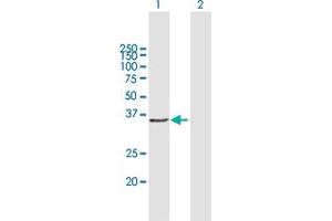 Western Blot analysis of CCND1 expression in transfected 293T cell line by CCND1 MaxPab polyclonal antibody.