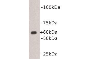 Western Blotting (WB) image for anti-CD80 (CD80) (Extracellular) antibody (ABIN1854865) (CD80 anticorps  (Extracellular))