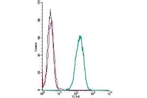 Cell surface detection of CXCR2 by indirect flow cytometry in live intact human  monocytic leukemia cells: + goat-anti-rabbit-FITC. (CXCR2 anticorps  (Extracellular))