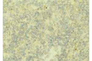 ABIN6276791 at 1/100 staining Mouse liver tissue by IHC-P. (Fetuin A anticorps  (C-Term))