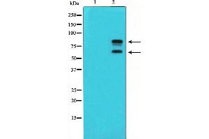 Western blot analysis of MDM2 phosphorylation expression in COS7 whole cell lysates,The lane on the left is treated with the antigen-specific peptide. (MDM2 anticorps  (pSer166))