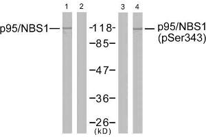 Western blot analysis of extracts from Jurkat cells using p95/NBS1 (Ab-343) antibody (E021058, Lane 1 and 2) and p95/NBS1 (phospho-Ser343) antibody (E011057, Lane 3 and 4). (Nibrin anticorps  (pSer343))