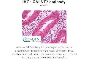 Image no. 1 for anti-UDP-N-Acetyl-alpha-D-Galactosamine:polypeptide N-Acetylgalactosaminyltransferase 7 (GalNAc-T7) (GALNT7) (full length) antibody (ABIN1734565) (GALNT7 anticorps  (full length))