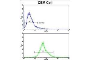 Flow cytometric analysis of CEM cells using KLRD1 Antibody (N-term)(bottom histogram) compared to a negative control cell (top histogram). (CD94 anticorps  (N-Term))