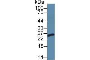 Detection of SDF2L1 in Mouse Testis lysate using Polyclonal Antibody to Stromal Cell Derived Factor 2 Like Protein 1 (SDF2L1) (SDF2L1 anticorps  (AA 29-213))