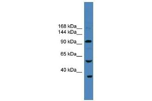 USP29 antibody used at 0. (USP29 anticorps  (N-Term))