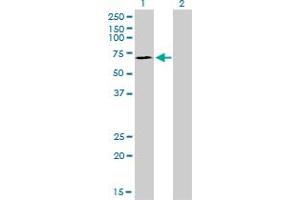 Western Blot analysis of SP110 expression in transfected 293T cell line by SP110 monoclonal antibody (M01), clone 8C8. (SP110 anticorps  (AA 271-380))