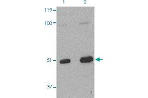 Western Blot (Cell lysate) analysis of L1210 cells with 2 ug/mL TARDBP polyclonal antibody . (TARDBP anticorps  (Internal Region))
