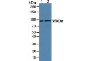 Western blot analysis of (1) Rat Serum and (2) Human Serum. (Fibulin 1 anticorps  (AA 176-398))