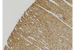 ABIN6272869 at 1/100 staining Mouse muscle tissue by IHC-P. (ECHS1 anticorps  (Internal Region))