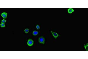 Immunofluorescent analysis of HepG2 cells using ABIN7156438 at dilution of 1:100 and Alexa Fluor 488-congugated AffiniPure Goat Anti-Rabbit IgG(H+L)