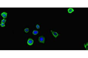 Immunofluorescent analysis of HepG2 cells using ABIN7156438 at dilution of 1:100 and Alexa Fluor 488-congugated AffiniPure Goat Anti-Rabbit IgG(H+L) (ITGA4 anticorps  (AA 376-558))