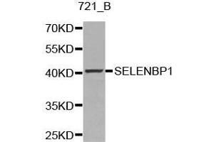 Western blot analysis of 721_B cell lysate using SELENBP1 antibody. (SELENBP1 anticorps  (AA 243-472))