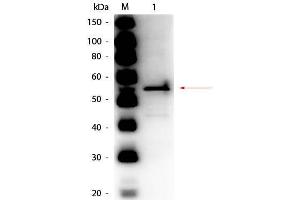Western Blot of Rabbit anti-Aldehyde Dehydrogenase (yeast) Antibody Peroxidase Conjugated. (Aldehyde Dehydrogenase anticorps  (HRP))