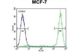 Flow cytometric analysis of MCF-7 cells using GALNS Antibody (Center) Cat. (GALNS anticorps  (Middle Region))