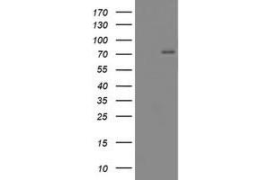 Western Blotting (WB) image for anti-CCR4-NOT Transcription Complex Subunit 4 (CNOT4) (AA 190-455) antibody (ABIN1491104) (CNOT4 anticorps  (AA 190-455))