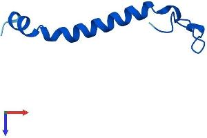 AlphaFold protein structure predicition of Mouse Recombinant Ndufb1 Protein, UniprotID P0DN34