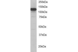 KIF5B anticorps  (C-Term)