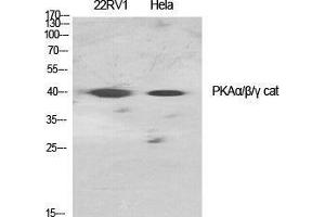 Western Blot (WB) analysis of specific cells using PKAalpha/beta/gamma cat Polyclonal Antibody. (PKAalpha/beta/gamma Cat (Ser1101) anticorps)