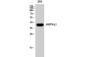 Western Blotting (WB) image for anti-Protein Kinase, AMP-Activated, gamma 1 Non-Catalytic Subunit (PRKAG1) (N-Term) antibody (ABIN3183275) (PRKAG1 anticorps  (N-Term))