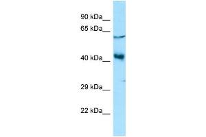WB Suggested Anti-YY2 Antibody Titration: 1. (YY2 anticorps  (C-Term))