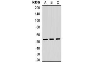 Western blot analysis of TRMT11 expression in HEK293T (A), Raw264. (Trmt11 anticorps  (C-Term))