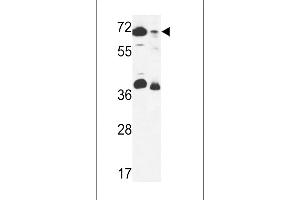 ERF3B Antibody (Center) (ABIN653616 and ABIN2842974) western blot analysis in 293 cell line and mouse stomach tissue lysates (35 μg/lane). (GSPT2 anticorps  (AA 216-245))