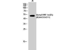 Western Blot (WB) analysis of JK cells using Acetyl-HNF-3alpha/beta/gamma (K264/253/211) Polyclonal Antibody. (HNF-3alpha/beta/gamma anticorps  (acLys211, acLys253, acLys264))