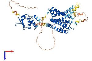 AlphaFold protein structure predicition of Human Recombinant KCNA2 Protein, UniprotID P16389