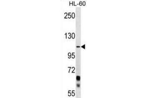 Western Blotting (WB) image for anti-Protocadherin alpha 10 (PCDHA10) antibody (ABIN2999486) (PCDHA10 anticorps)