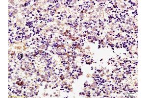 Formalin-fixed and paraffin embedded mouse embryo tissue labeled with Rabbit Anti-ERK1 (Thr203/Tyr205) + ERK2 (Thr183/Tyr185) Polyclonal Antibody, Unconjugated  at 1:200 followed by conjugation to the secondary antibody and DAB staining