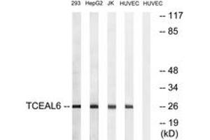 Western Blotting (WB) image for anti-Transcription Elongation Factor A (SII)-Like 6 (TCEAL6) (AA 61-110) antibody (ABIN2890666) (TCEAL6 anticorps  (AA 61-110))