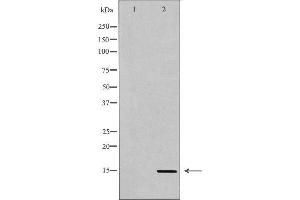 Western blot analysis of extracts of HeLa , using H3K36me3 Antibody The lane on the left is treated with the antigen-specific peptide. (Histone 3 anticorps  (H3K36me3))