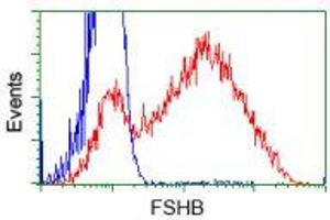 HEK293T cells transfected with either RC214616 overexpress plasmid (Red) or empty vector control plasmid (Blue) were immunostained by anti-FSHB antibody (ABIN2453053), and then analyzed by flow cytometry. (FSHB anticorps)