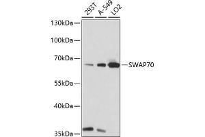 Western blot analysis of extracts of various cell lines, using SW antibody (ABIN7270654) at 1:1000 dilution. (SWAP70 anticorps  (AA 316-585))