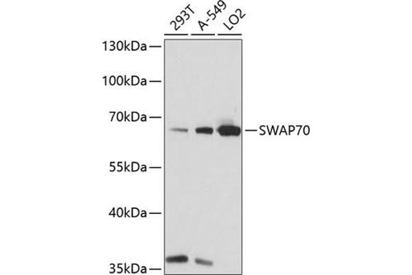 SWAP70 anticorps  (AA 316-585)