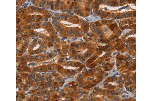Immunohistochemistry (IHC) image for anti-Natural Cytotoxicity Triggering Receptor 1 (NCR1) antibody (ABIN2434406) (NCR1 anticorps)