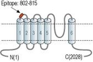 Representative domain view of the target of ABIN7043835.