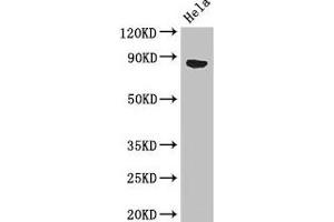 Western Blot Positive WB detected in: Hela whole cell lysate All lanes: APEH antibody at 3 μg/mL Secondary Goat polyclonal to rabbit IgG at 1/50000 dilution Predicted band size: 82 kDa Observed band size: 82 kDa (APEH anticorps  (AA 201-500))