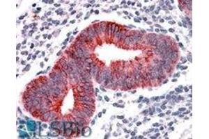 AP22445PU-N VPS29 antibody staining of paraffin embedded Human Uterus at 3. (VPS29 anticorps  (Internal Region))