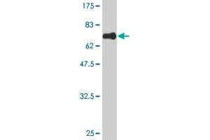 Western Blot detection against Immunogen (63.