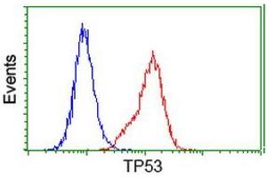 Image no. 4 for anti-Tumor Protein P53 (TP53) antibody (ABIN1499970) (p53 anticorps)
