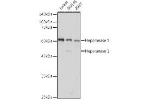 Western blot analysis of extracts of various cell lines, using Heparanase 1 antibody (ABIN6128033, ABIN6141977, ABIN6141978 and ABIN6221391) at 1:1000 dilution. (HPSE anticorps  (AA 36-275))