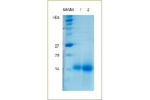 SDS-PAGE (SDS) image for Activin AB (ACVAB) (Active) protein (ABIN1019702)