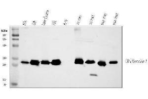 Western blot analysis of Caveolin-1/CAV1 using anti-Caveolin-1/CAV1 antibody (ABIN3043803). (Caveolin-1 anticorps  (AA 4-178))