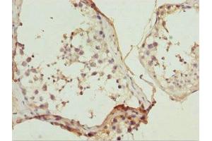 Immunohistochemistry of paraffin-embedded human testis tissue using ABIN7169215 at dilution of 1:100