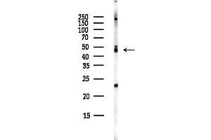 Western blot analysis of lysates from HepG2 cells(LPS,4h treatment), using NSE Antibody at 1/1000 dilution.