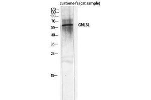 Western Blotting (WB) image for anti-Guanine Nucleotide Binding Protein-Like 3 (Nucleolar)-Like (GNL3L) (Internal Region) antibody (ABIN3184819) (GNL3L anticorps  (Internal Region))